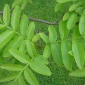 Pterocarya stenoptera